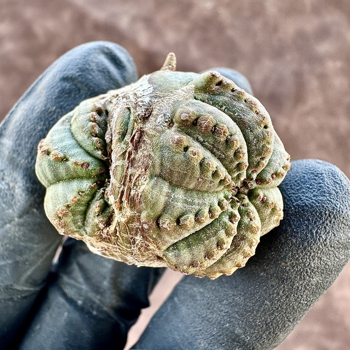 【Lj_plants-12】5 多肉植物 ユーフォルビア オベサブロウ Euphorbia obesa 変異株 超珍しいです_画像8