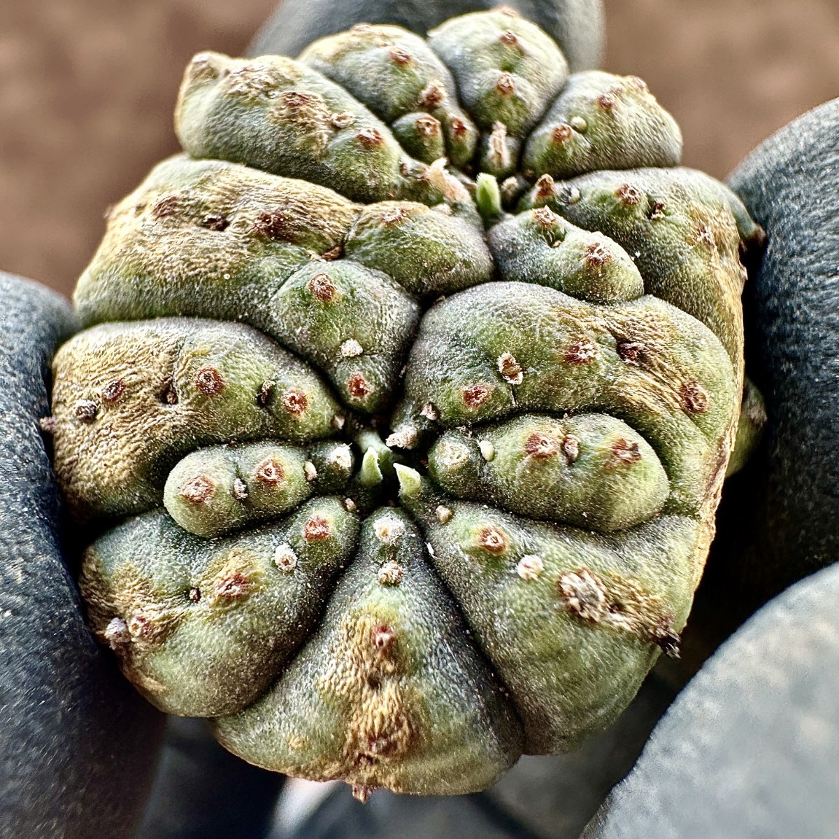 【Lj_plants-12】6 多肉植物 ユーフォルビア オベサブロウ Euphorbia obesa 変異株 超珍しい_画像4