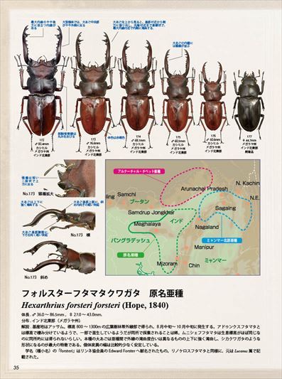 BE-KUWA87号　早い！ネコポス便送料無料 BEKUWA87_画像7