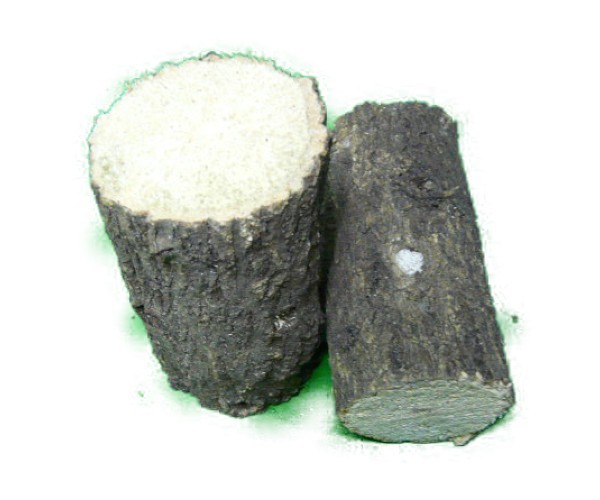 BL стандарт : дуб острейший ho da дерево производство яйцо дерево (B товар ) примерно 8cm и больше 1 шт. SN-100KB