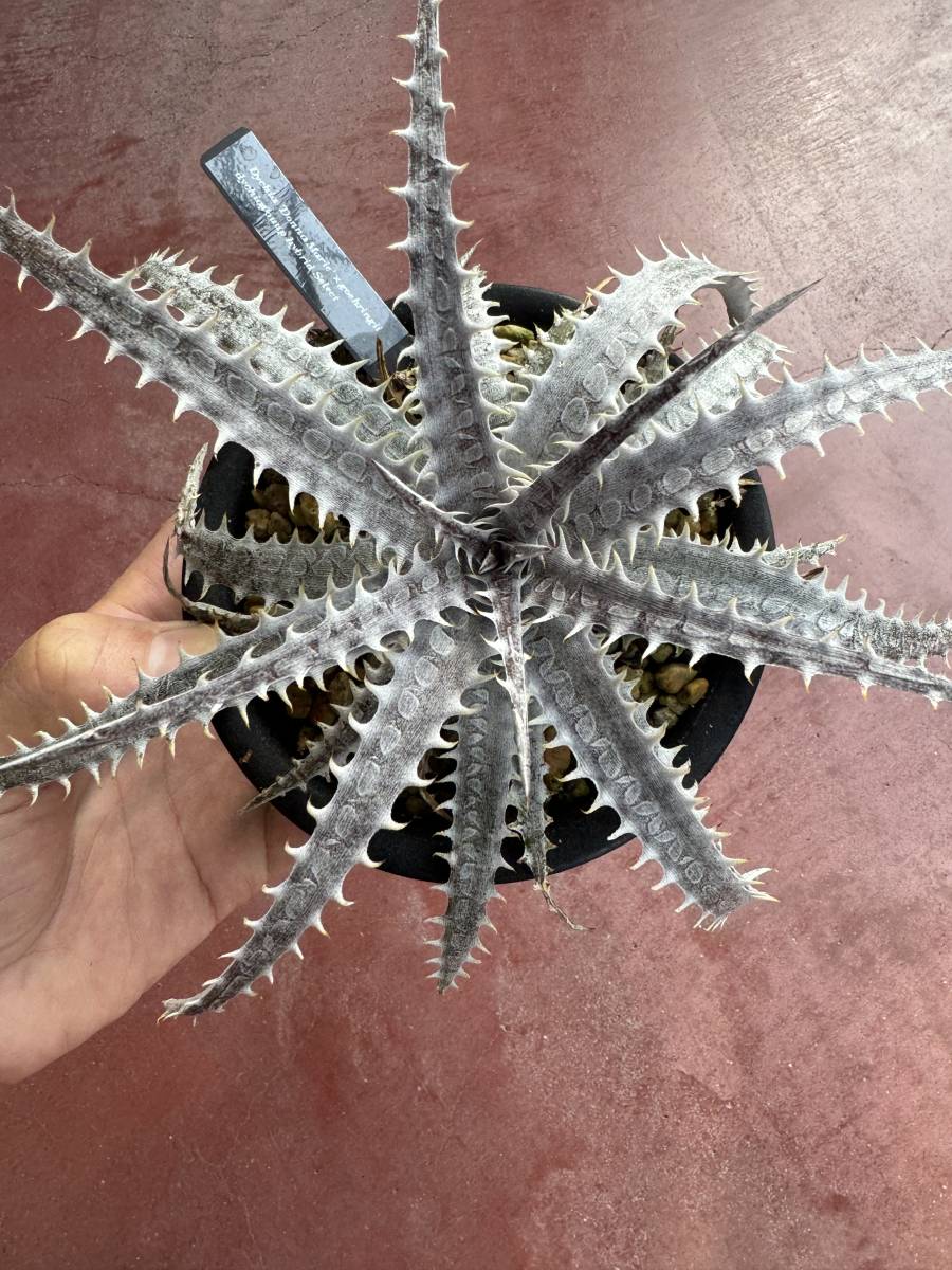 ★Spring sale★Dyckia 'Donna Marie' x goehringii dyckiayouup hybrid select_画像4