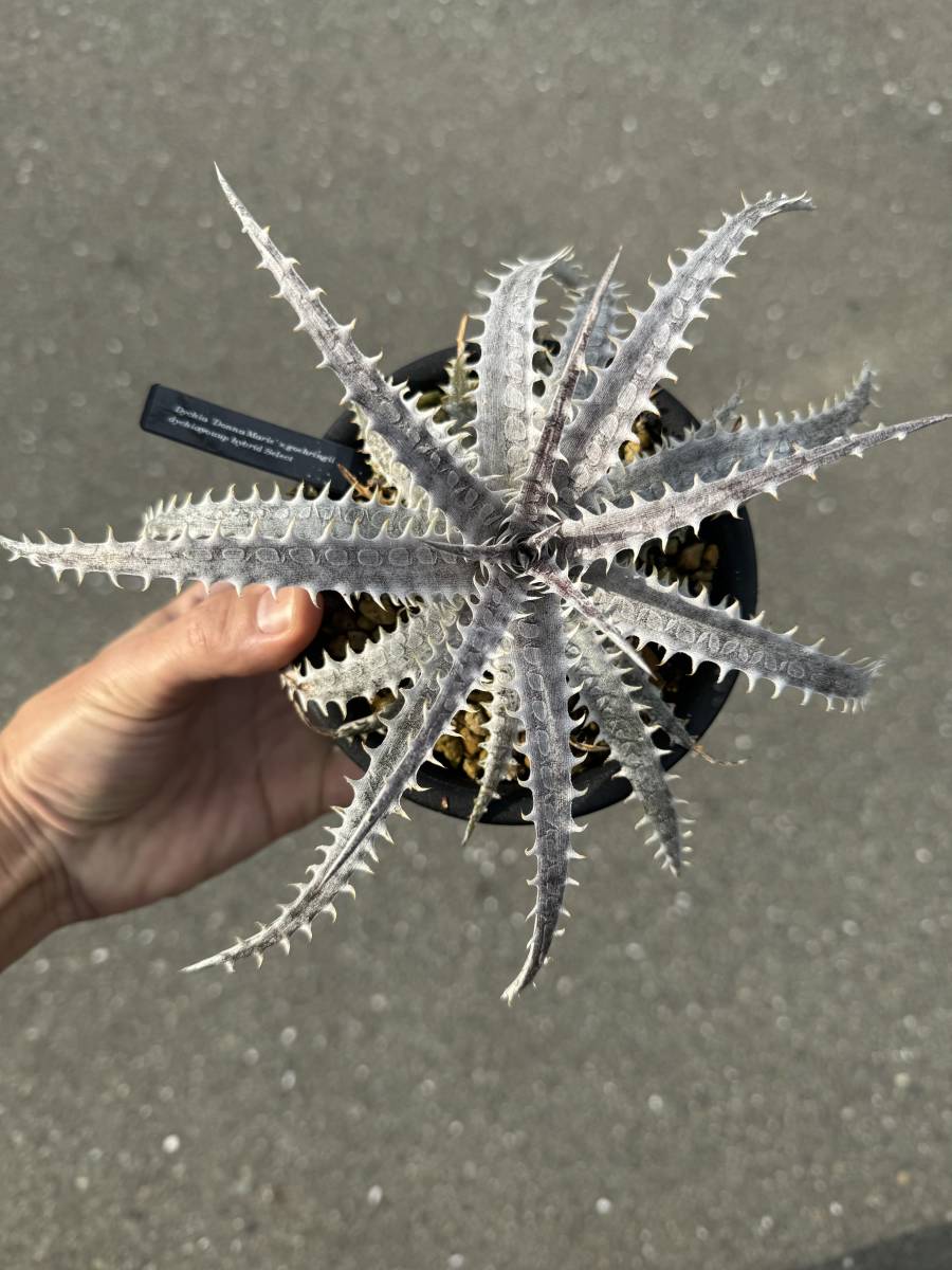 ★Spring sale★Dyckia 'Donna Marie' x goehringii dyckiayouup hybrid select_画像5