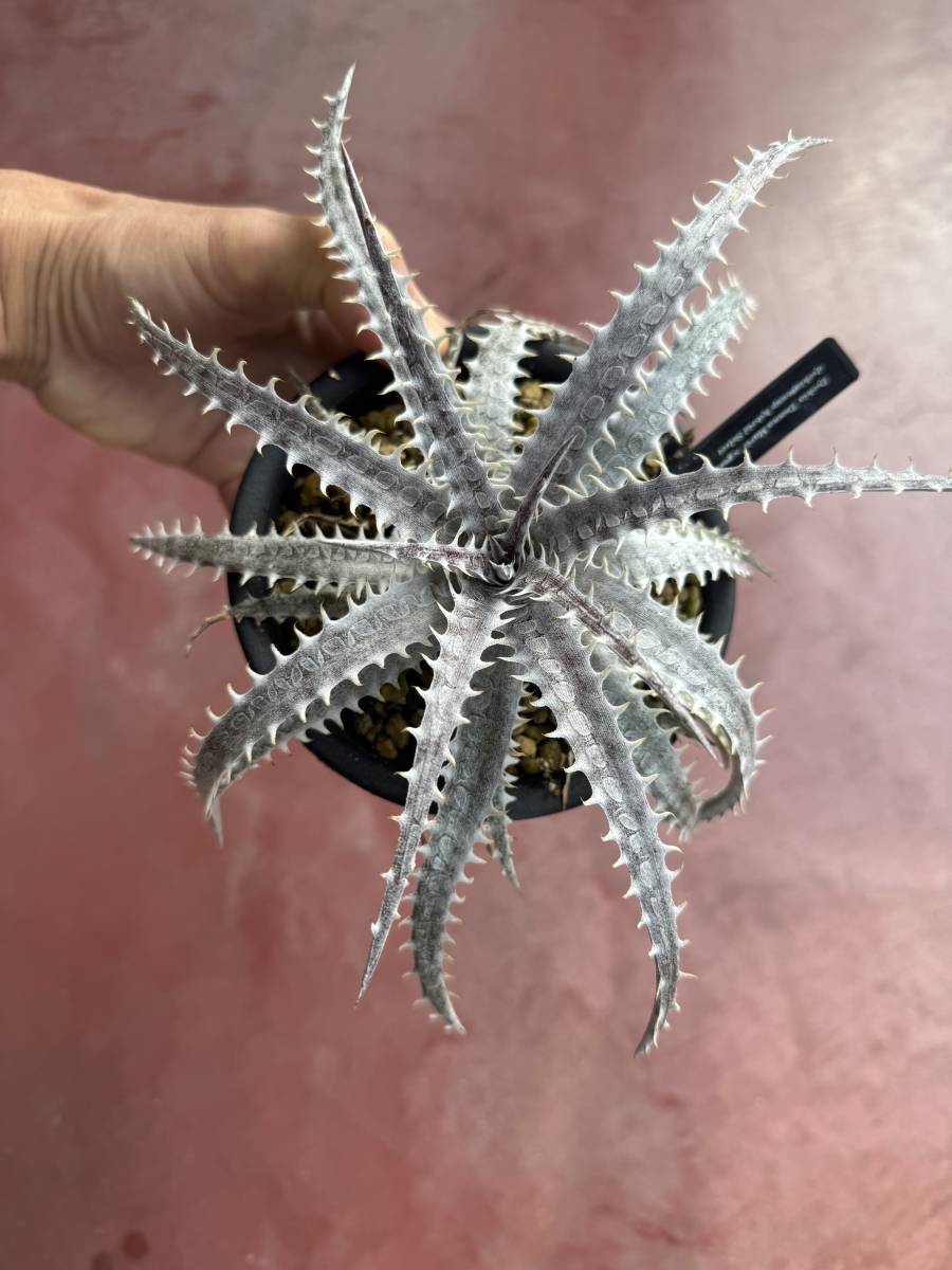 ★Spring sale★Dyckia 'Donna Marie' x goehringii dyckiayouup hybrid select_画像3