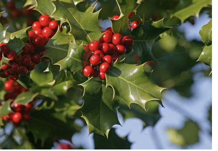 クリスマスホーリー　西洋ヒイラギ　柊　赤い実　庭木　常緑樹_画像1