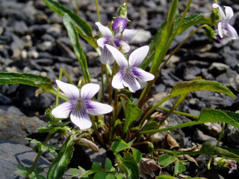 アリアケスミレ 1株 白に紫のスジ 有明菫 送料無料 多年草 耐暑耐寒性有 山野草 花苗の画像1