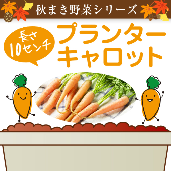 【ミニ野菜】プランターキャロットの種50粒～長さ10cmの育てやすい品種～_画像1