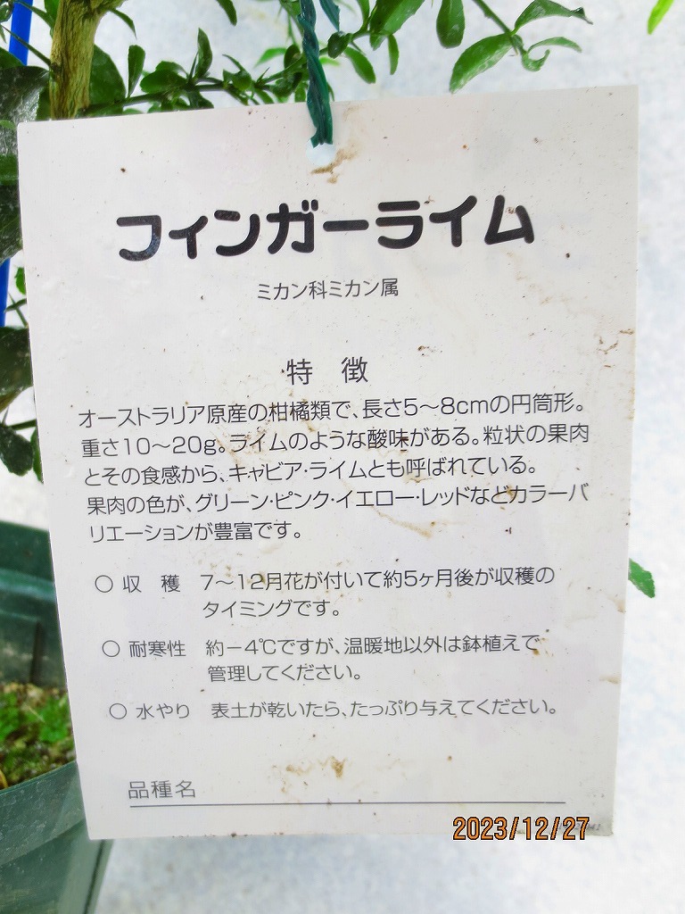 [野風苗木流通]フィンガーライム 品種不明(122391)全高：67㎝※同梱包は「まとめて取引」手続厳守※120サイズ＊送料明記　_画像3