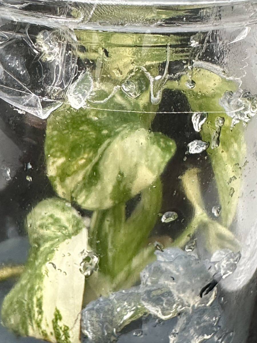 【veil plants】日本未入荷？tissue culture monstera deliciosa Lagacyモンステラ　デリシオーサ レガシー フラスコ苗 _画像1