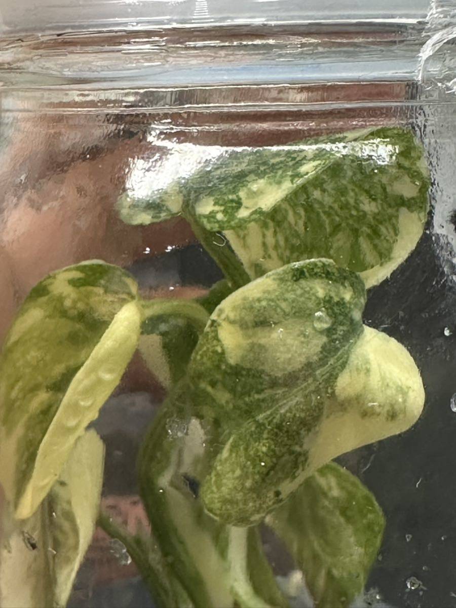 【veil plants】日本未入荷？tissue culture monstera deliciosa Lagacyモンステラ　デリシオーサ レガシー フラスコ苗 _画像2