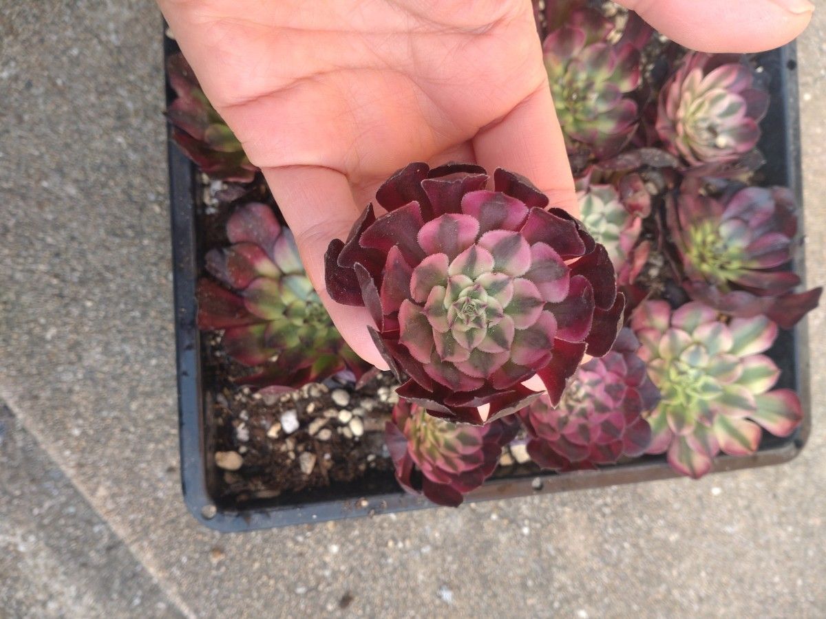 多肉植物 アエオニウム 赤胴壺白錦 10頭 韓国苗 カット苗|Yahoo 多肉植物 アエオニウム 赤胴壺白錦 10頭 韓国苗 カット苗|Yahoo