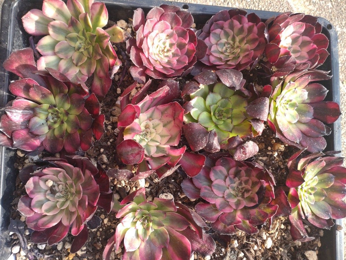 多肉植物 アエオニウム 赤胴壺白錦 10頭 韓国苗 カット苗|Yahoo 多肉植物 アエオニウム 赤胴壺白錦 10頭 韓国苗 カット苗|Yahoo