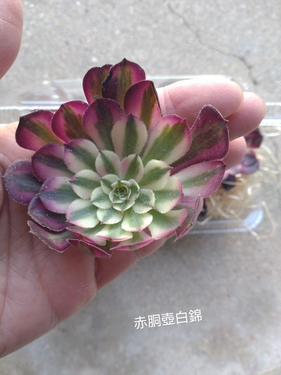 多肉植物 アエオニウム 赤胴壺白錦 10頭 韓国苗 カット苗|Yahoo 多肉植物 アエオニウム 赤胴壺白錦 10頭 韓国苗 カット苗|Yahoo