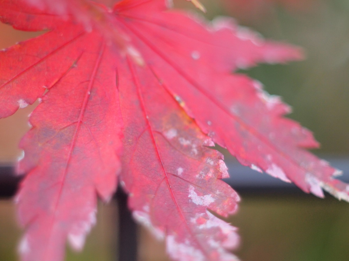 Carl Zeiss Jena Flektogon 35mm F2.8 M42マウント　程度上　M42-NEXアダプター付属_画像10