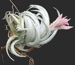 ＫＮ　ブラジル山採り株！　ティランジア　ピアウイエンシス（TILLANDSIA PIAUIENSIS）　　　0.8Ｍ以下_写真１は参考・・・