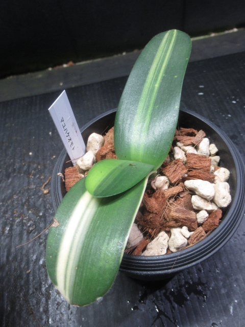 ＫＮ　ハエマンサス　アルビフロス　‘バリエゲイテッド‘（HAEMANTHUS ALBIFLOS `VARIEGATED`）　　　0.8Ｍ以下_画像3