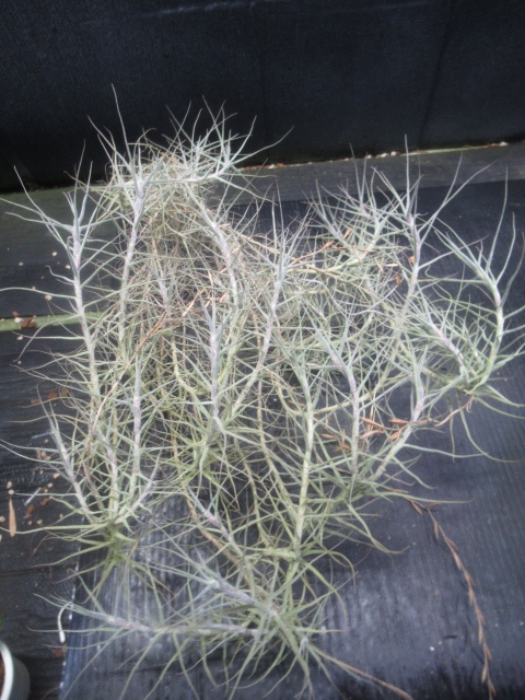 ＫＮ　１円！　ティランジア　カエルレア（TILLANDSIA CAERULEA）　　　　0.8Ｍ以下_画像2