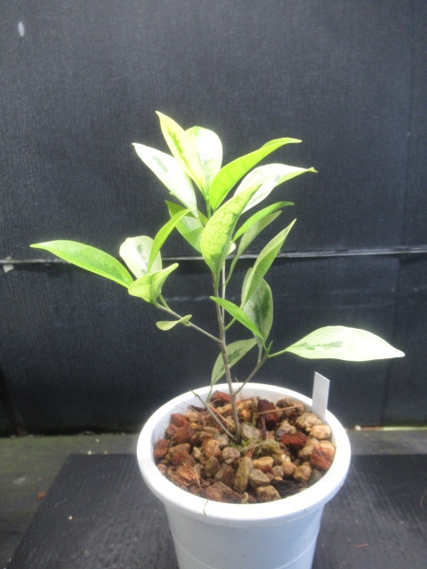 ＫＮ　斑入りガジュマル　フィッカス(イチジク属）　ミクロカルパ（FICUS MICROCARPA `VARIEGATED`）　　　0.8Ｍ以下_画像2