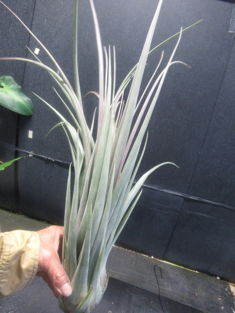 ＫＮ　ティランジア　ストレプトフィラ　ｘ　ノバキー（TILLANDSIA hybrid STREPTOPHYLLA ⅹ NOVAKII）　　　0.8Ｍ以下_画像7