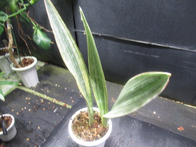 ＫＮ　サンセベリア　グイネンシス　‘‘ジャパニーズ　ストライプ‘（SANSEVIERIA GUINEENSIS `JAPANESE STRIPE‘）0.8Ｍ以下_画像2