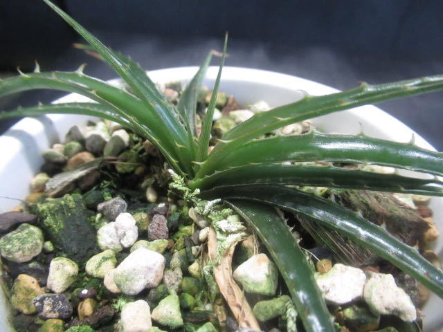 ＫＮ　１円！　ディッキア　エステベシー　‘スマイル　ドワーフタイプ‘（DYCKIA ESTEVESII `SMILE dwarf form`）　　　　0.8Ｍ以下_画像4