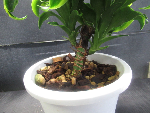 ＫＮ　１円！　ドラセナ　`ビレンスコンパクタトルネード斑入り‘（DRACAENA `virens compacta tornedo variegated`）　　0.8Ｍ以下_画像3