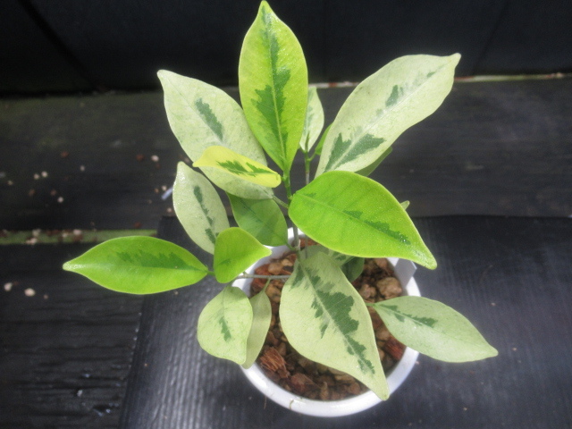 ＫＮ　斑入りガジュマル　フィッカス(イチジク属）　ミクロカルパ（FICUS MICROCARPA `VARIEGATED`）　　　0.8Ｍ以下_画像1