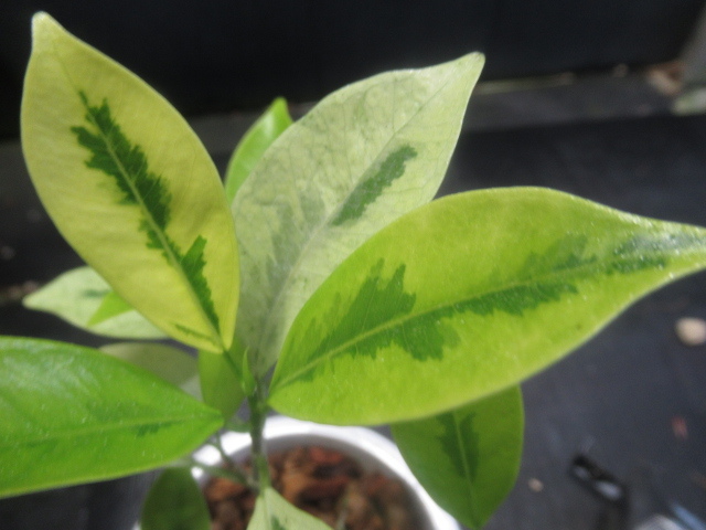 ＫＮ　斑入りガジュマル　フィッカス(イチジク属）　ミクロカルパ（FICUS MICROCARPA `VARIEGATED`）　　　0.8Ｍ以下_画像6