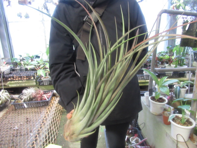 ＫＮ　ティランジア　ストレプトフィラ　ｘ　ノバキー（TILLANDSIA hybrid STREPTOPHYLLA ⅹ NOVAKII）　　　0.8Ｍ以下_画像1