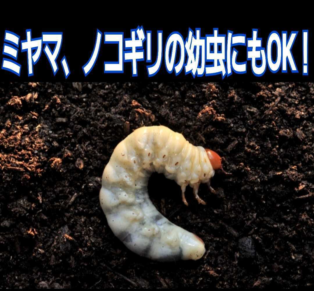 40gを超える国産カブト幼虫がゴロゴロでてきたオオヒラタケ菌床自然発酵カブトムシマット　天然の有効菌のみで仕上がったバクテリアマット_画像9