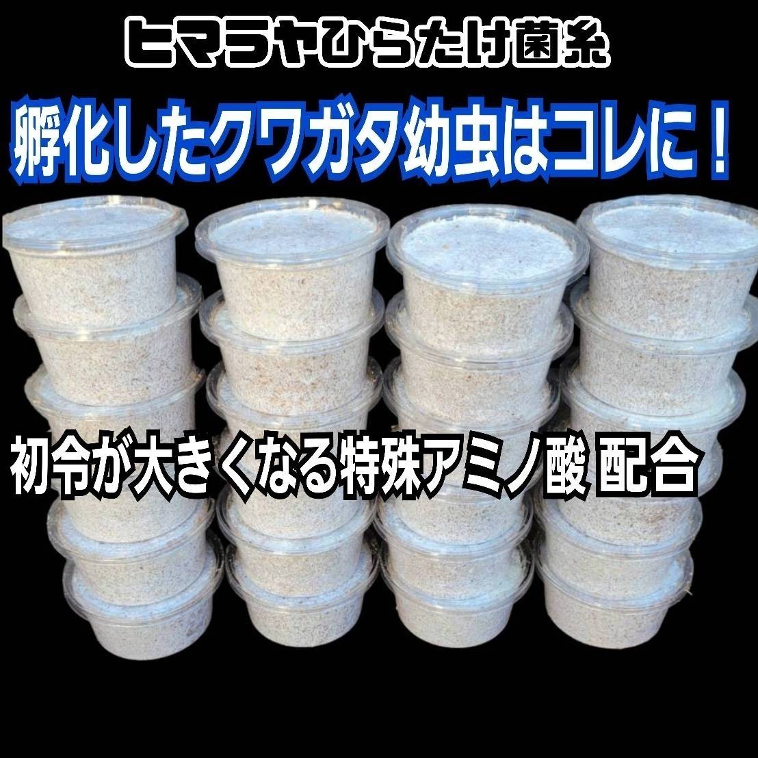 特選！ヒマラヤひらたけ菌糸カップ120ml　初令、2令幼虫専用栄養添加剤配合！　オオクワ、ニジイロ、ヒラタ、ノコギリ、シカ、フタマタに！_画像1