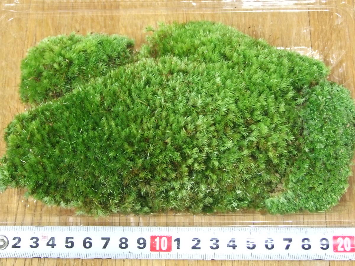 ホソバオキナゴケ　山苔　Lサイズ（22cm×14cm×4.5cm) No.338_画像1