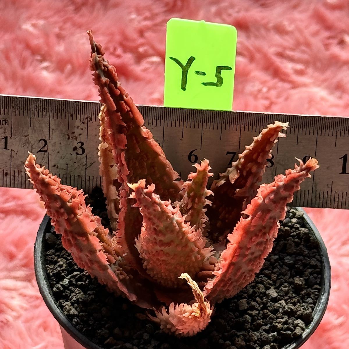 アロエ Aloe 観葉植物 ハイブリッド HYB Y5_画像8