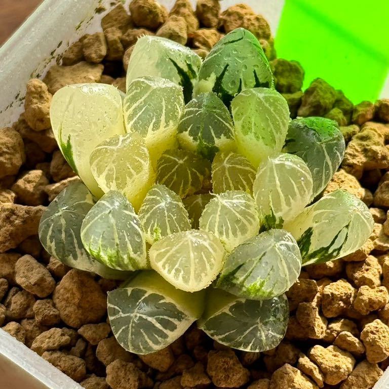 多肉植物 ハオルチア オブツーサ錦 黄色斑 極上|観葉植物 多肉植物 ハオルチア オブツーサ錦 黄色斑 極上|観葉植物