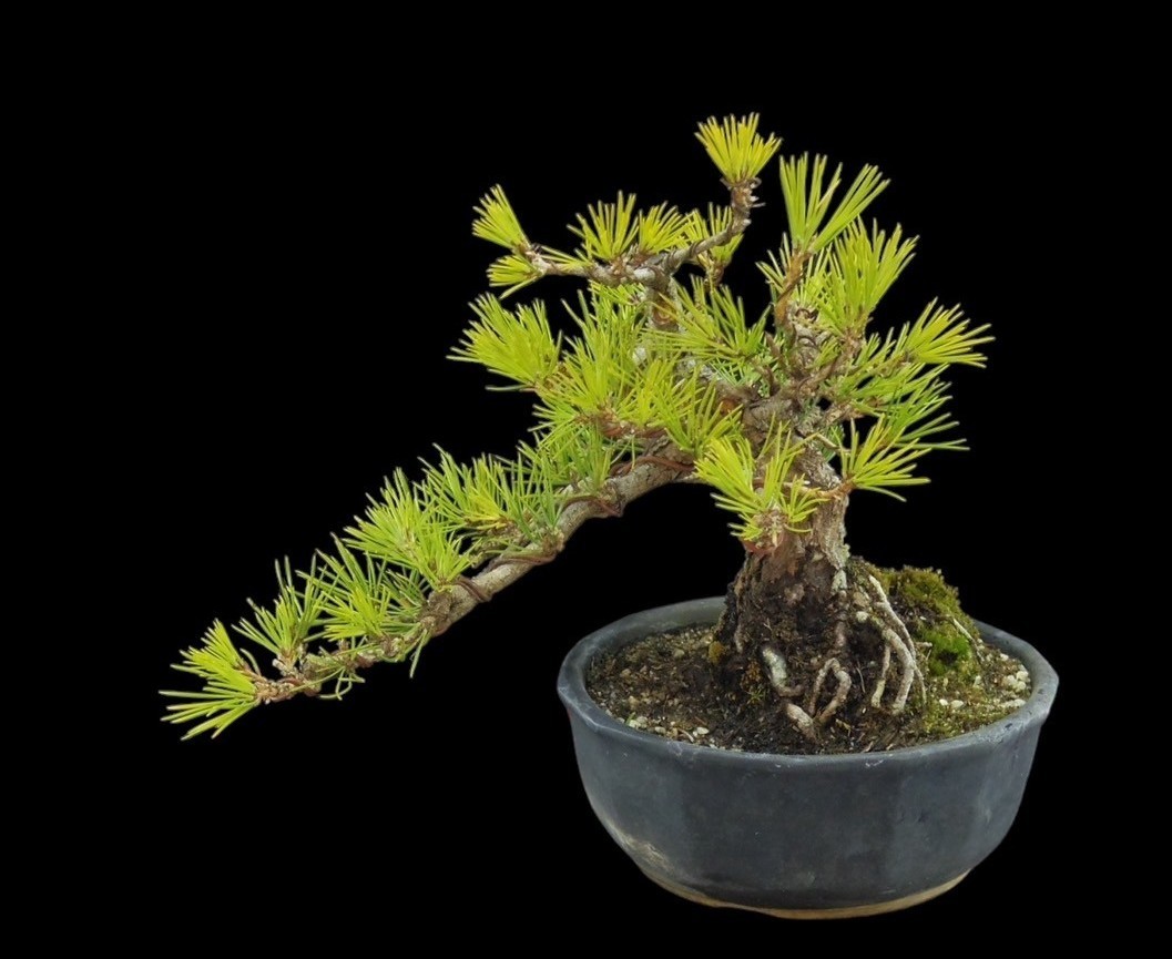 [ bonsai shop Yamato ] Japanese black pin middle goods bonsai root finished who comes to take warm welcome our company delivery . possible ( Japanese black pin . pine . leaf pine Rhododendron indicum zelkova maple thread fish river genuine Kashiwa )171
