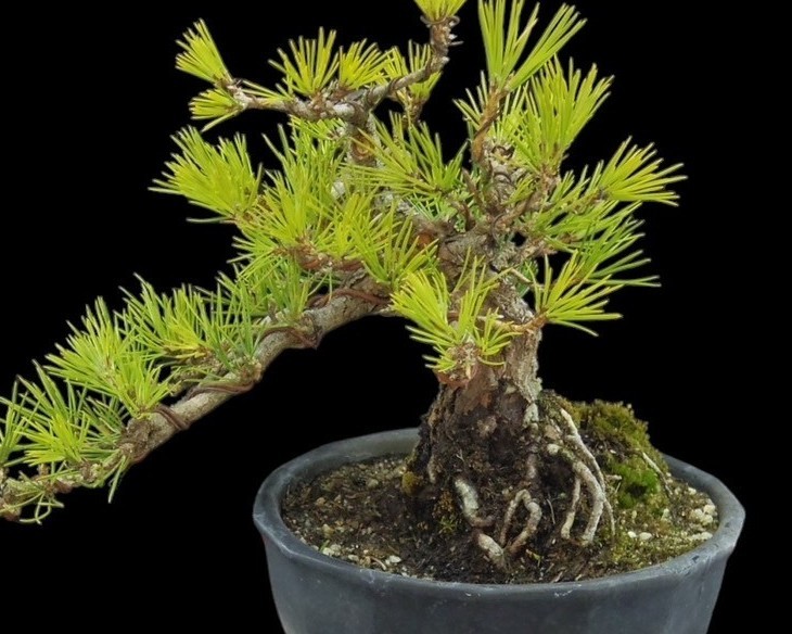 [ bonsai shop Yamato ] Japanese black pin middle goods bonsai root finished who comes to take warm welcome our company delivery . possible ( Japanese black pin . pine . leaf pine Rhododendron indicum zelkova maple thread fish river genuine Kashiwa )171