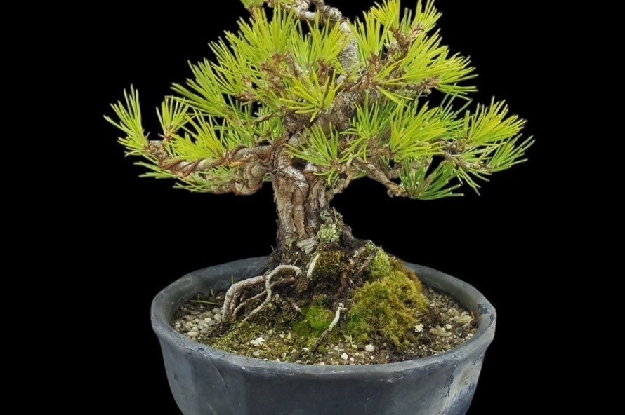 [ bonsai shop Yamato ] Japanese black pin middle goods bonsai root finished who comes to take warm welcome our company delivery . possible ( Japanese black pin . pine . leaf pine Rhododendron indicum zelkova maple thread fish river genuine Kashiwa )171