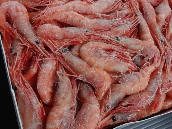 * great popularity . sashimi etc. boat inside .. northern shrimp M 1 kilo raw freezing *