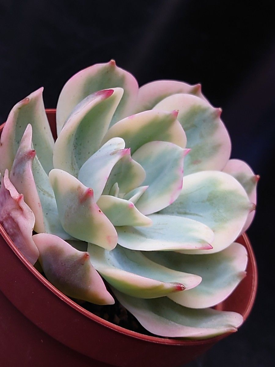 多肉植物 韓国苗　七福神錦