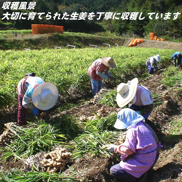 生姜 粉末 しょうが パウダー 100ｇ 高知県産ウルトラ生姜 殺菌蒸し工程 1cc計量スプーン入り メール便 送料無料_画像7