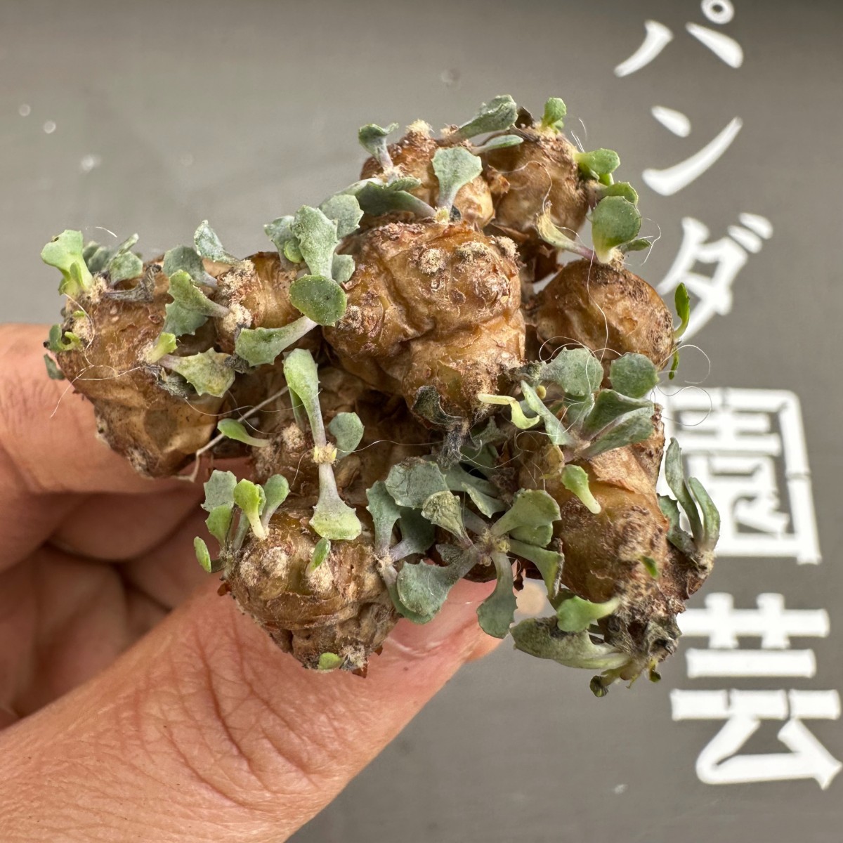 C26 【パンダ園芸】特選 多肉植物 珍奇塊根植物 コーデックス　オトンナ カカリオイデス(実生)大株 多頭_画像1