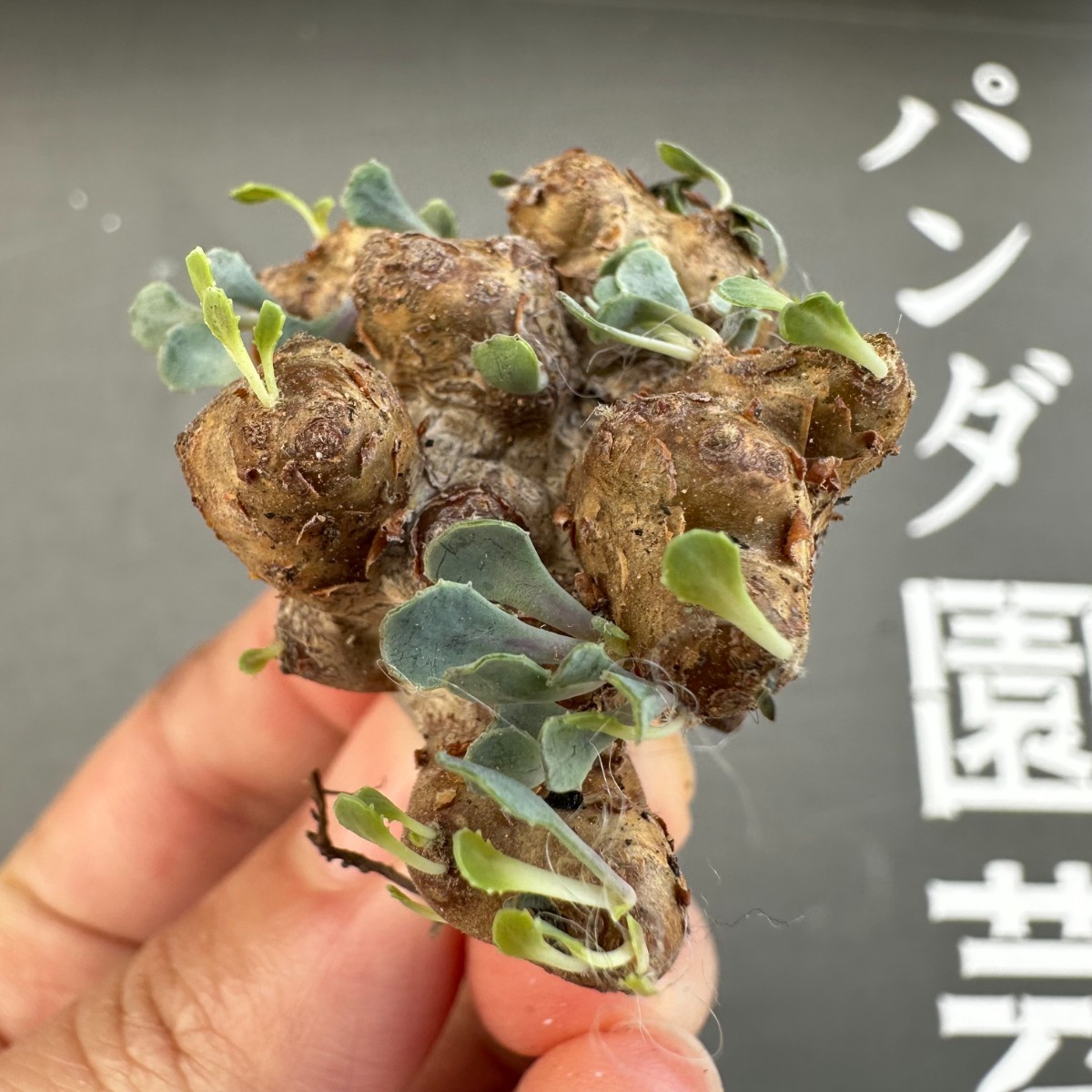 D22 【パンダ園芸】特選 多肉植物 珍奇塊根植物 コーデックス　オトンナ カカリオイデス(実生)大株 多頭_画像3