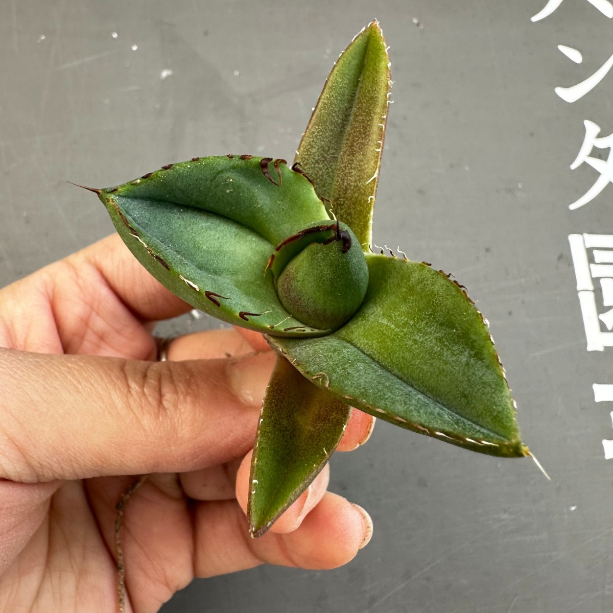 D52 【パンダ園芸】アガベ チタノタ ジャガーノート 純血 / Agave titanota 'Juggernaut' pure blood メリクロン株 発根済み _画像5