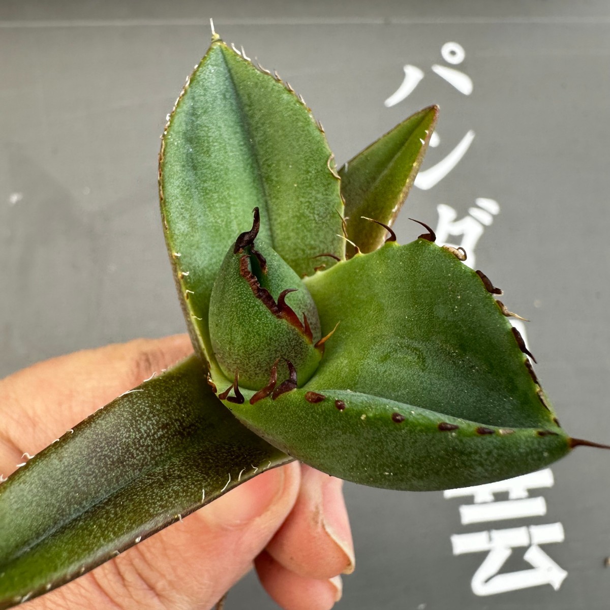 D52 【パンダ園芸】アガベ チタノタ ジャガーノート 純血 / Agave titanota 'Juggernaut' pure blood メリクロン株 発根済み _画像1