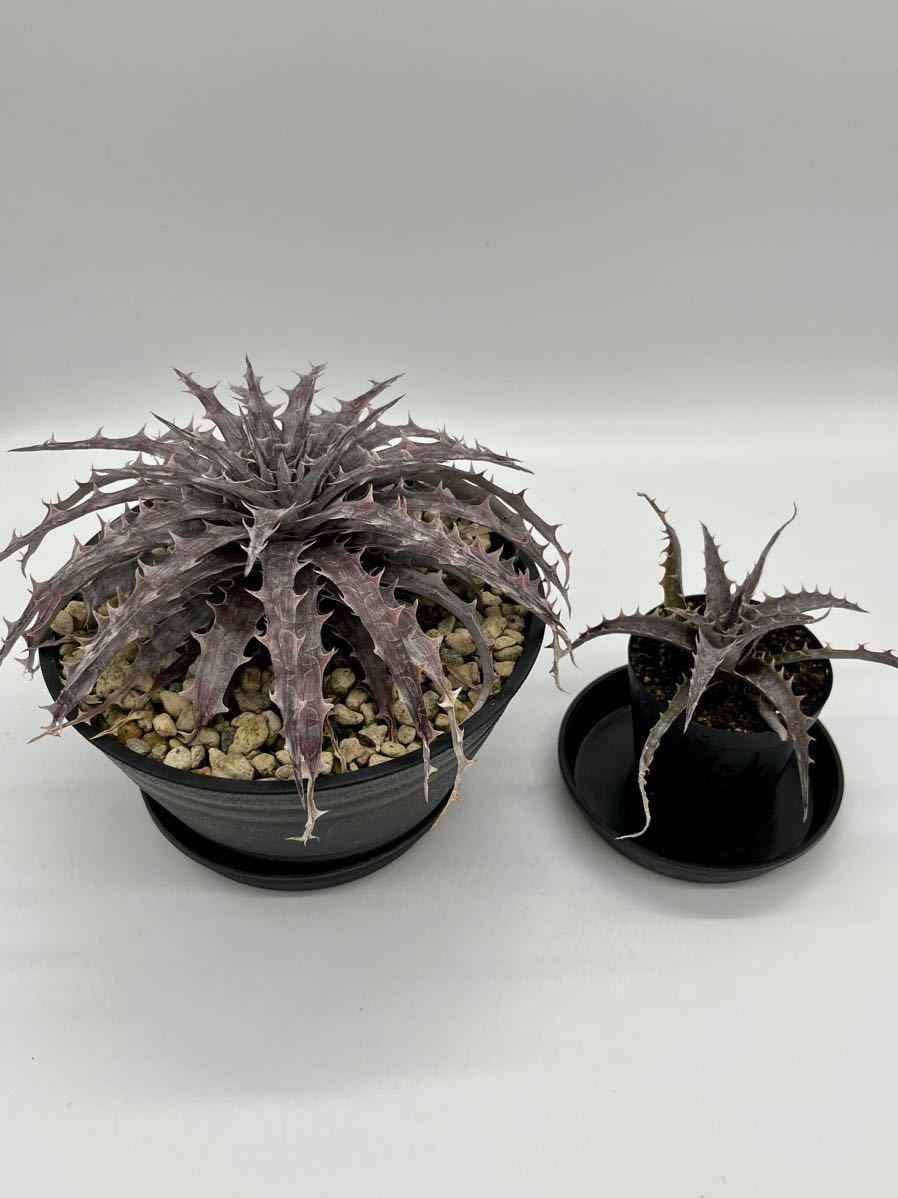  Dyckia Battle Axe ディッキア バトルアクス_画像3