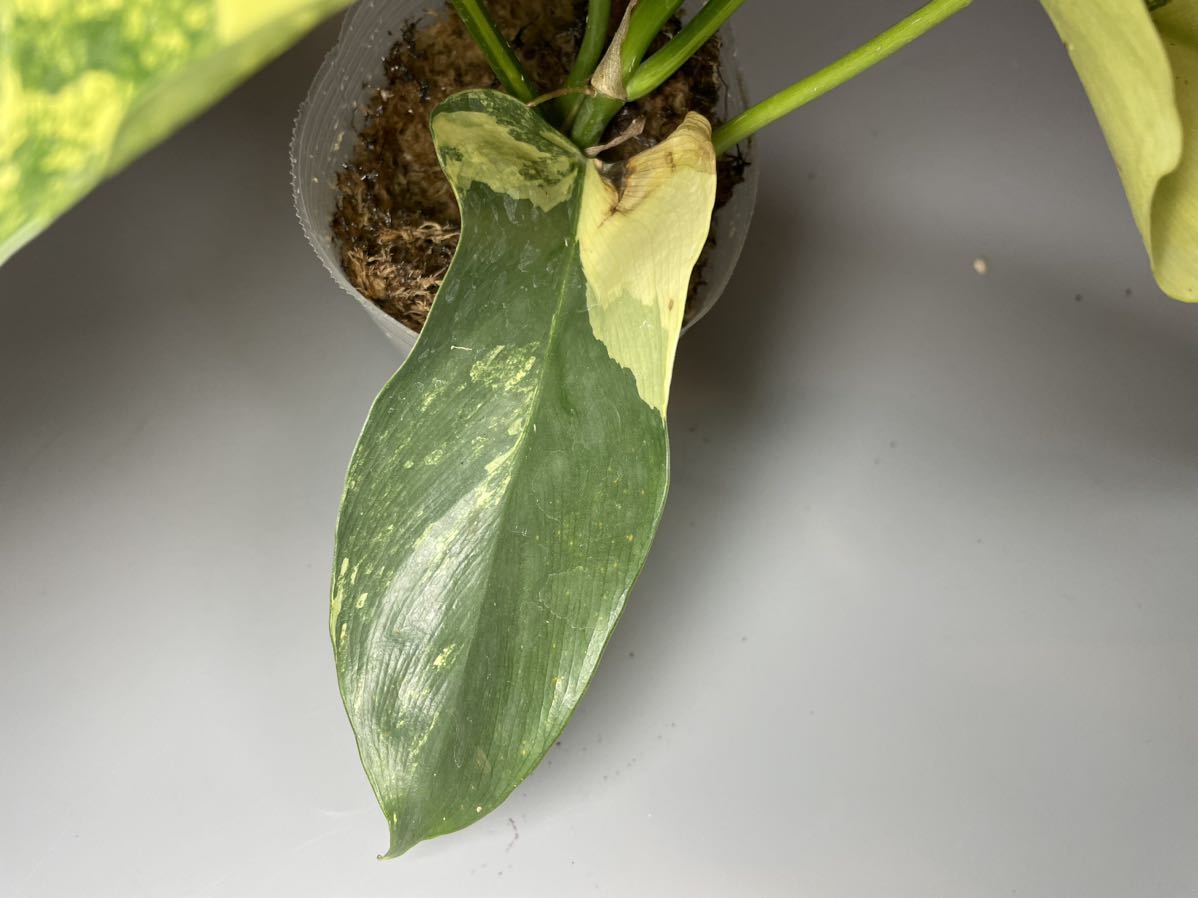 「955」フィロデンドロン・ビペンニフォリウム・ヴァイオリン 斑入り　Philodendron bipennifolium ‘Violin’ Variegated 観葉植物 _画像6