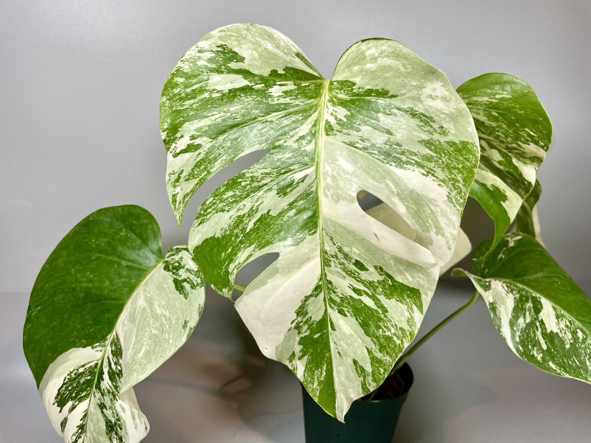 「992」MONSTERA ALBO BORSIGIANA VARIEGATA 白斑　モンステラ アルボ ボルシギアナ　斑入り_画像2