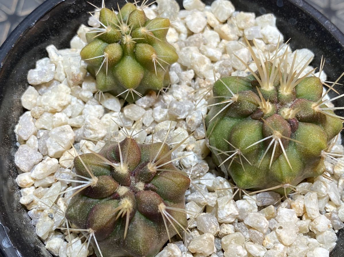 実生3本　Copiapoa haseltoniana var. gigantea コピアポア ギガンティア サボテン　検）黒王丸　孤竜丸　_画像2