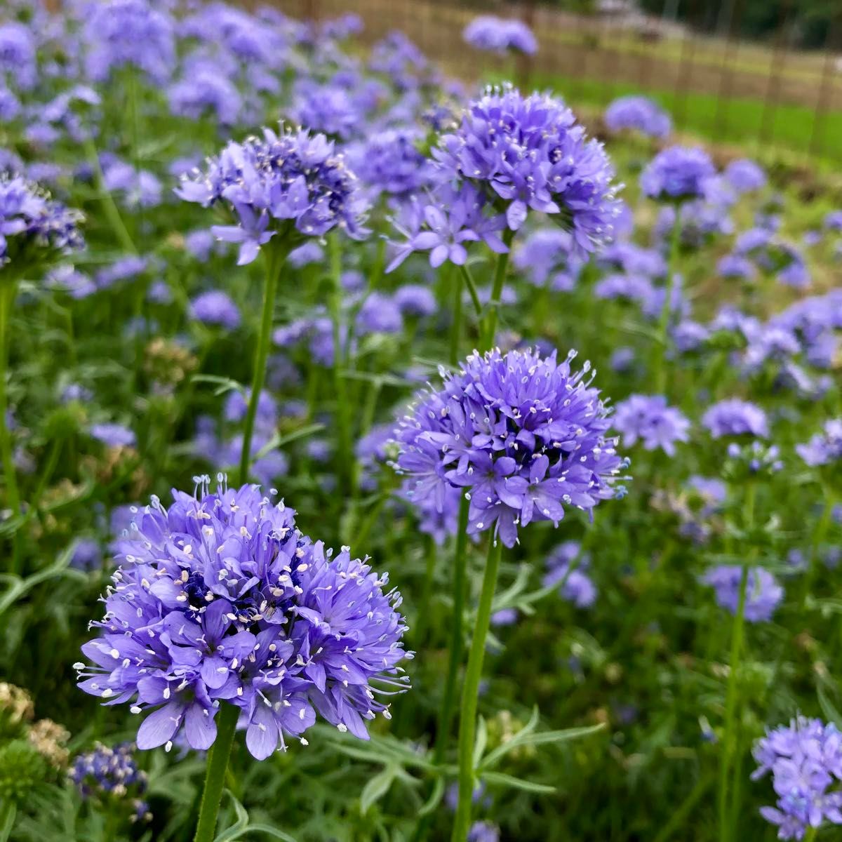 ギリア 花の種