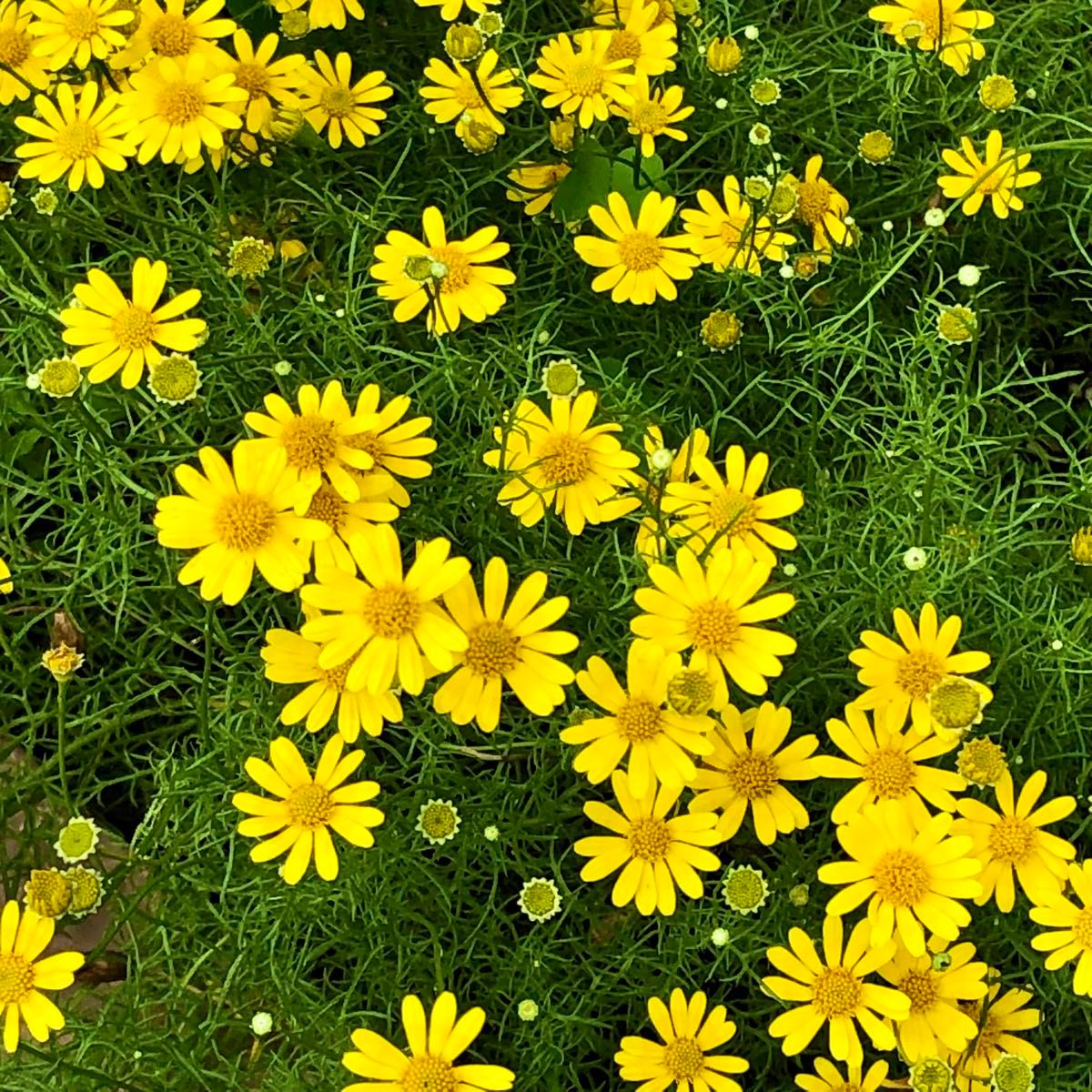 ダールベルグデージー　花の種