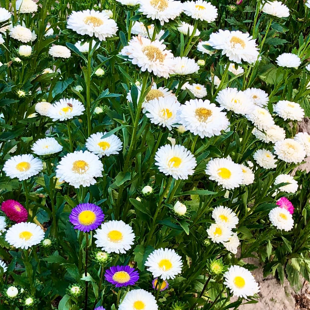 アスター 花の種 花色MIX